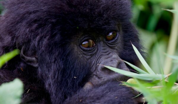 Gorilla Trekking In 2026