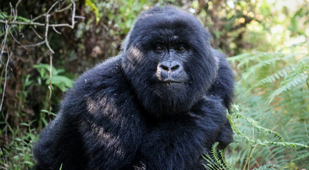 Bwindi Weather Climate