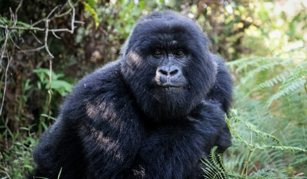 Bwindi Weather Climate