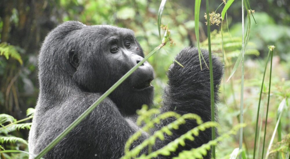 Gorilla Trekking For Gen Z