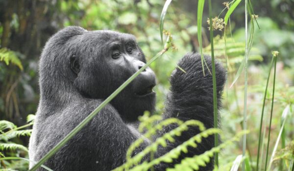 Gorilla Trekking For Gen Z