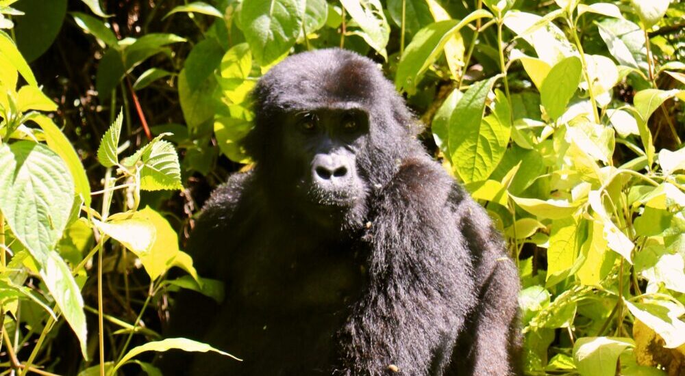 Senior Gorilla Trekking Permits Uganda