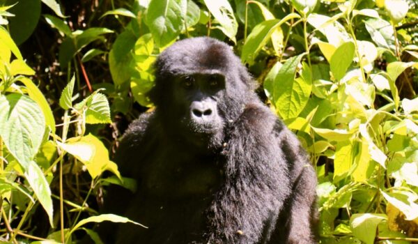 Senior Gorilla Trekking Permits Uganda