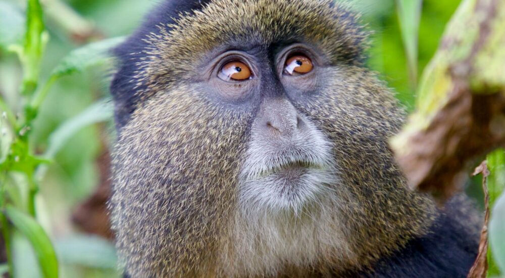 Golden Monkey Mgahinga