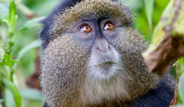 Golden Monkey Mgahinga