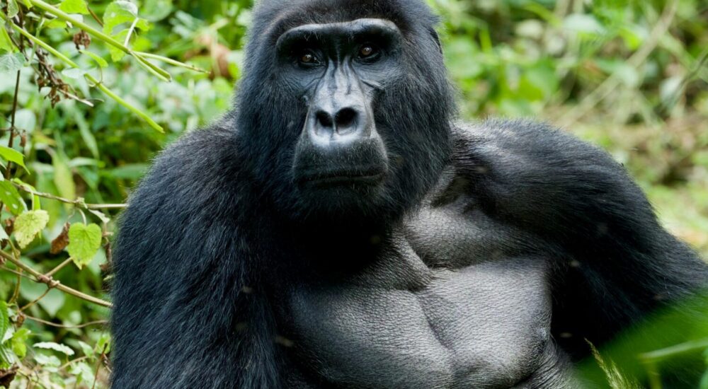Gorilla Habituation Permit