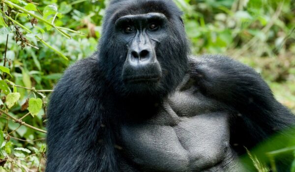 Gorilla Habituation Permit