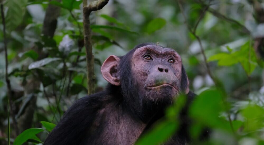Chimp Habituation Experience Uganda