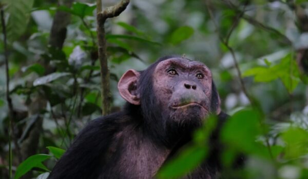 Chimp Habituation Experience Uganda