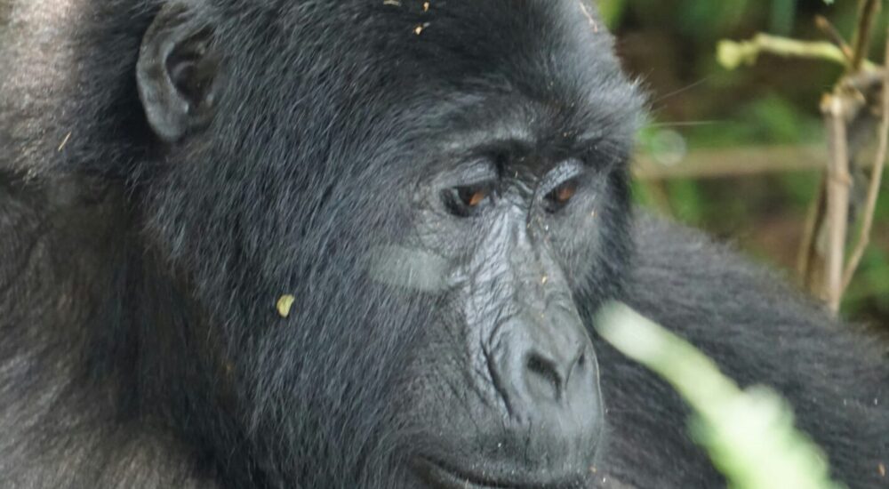 Bwindi Gorilla Families