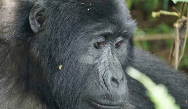 Bwindi Gorilla Families