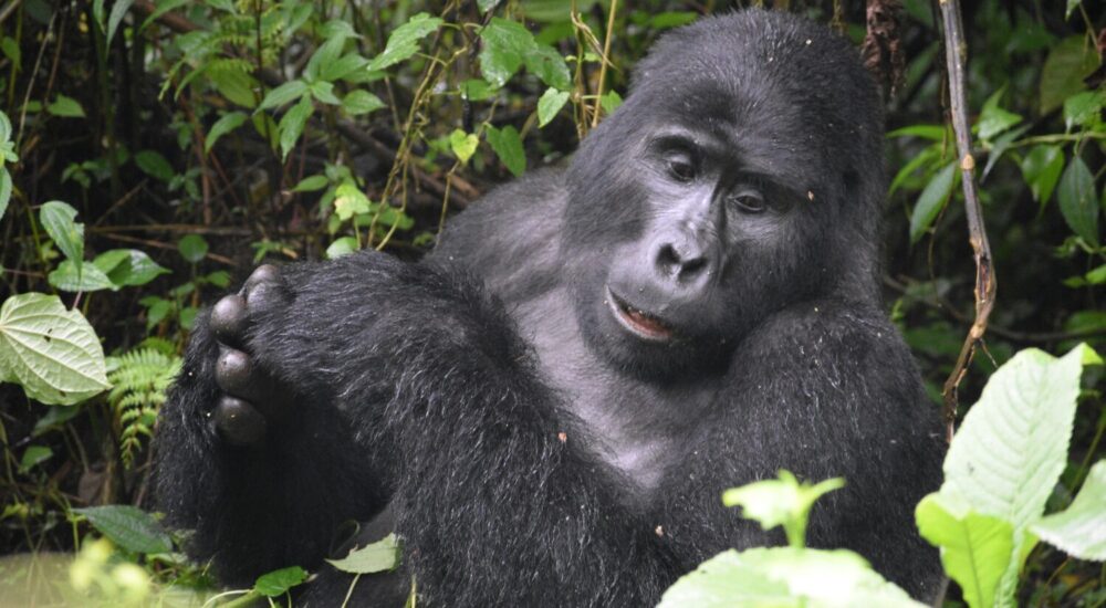 Buhoma Sector Bwindi