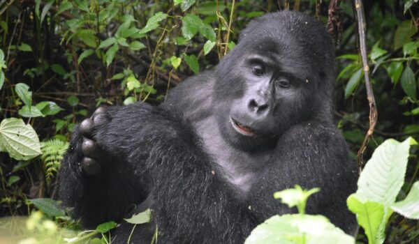 Buhoma Sector Bwindi