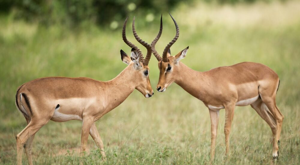 Lake Mburo National Park Kampala