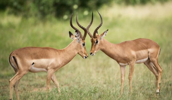 Lake Mburo National Park Kampala