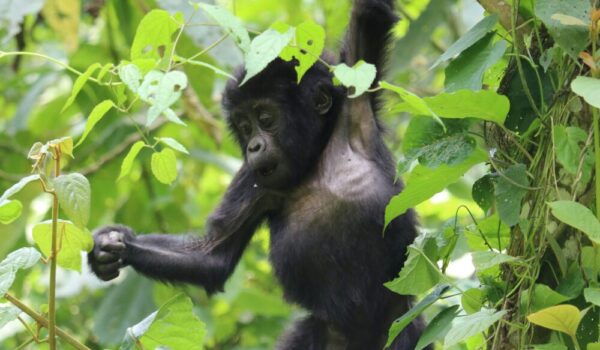 International Gorilla Conservation Program