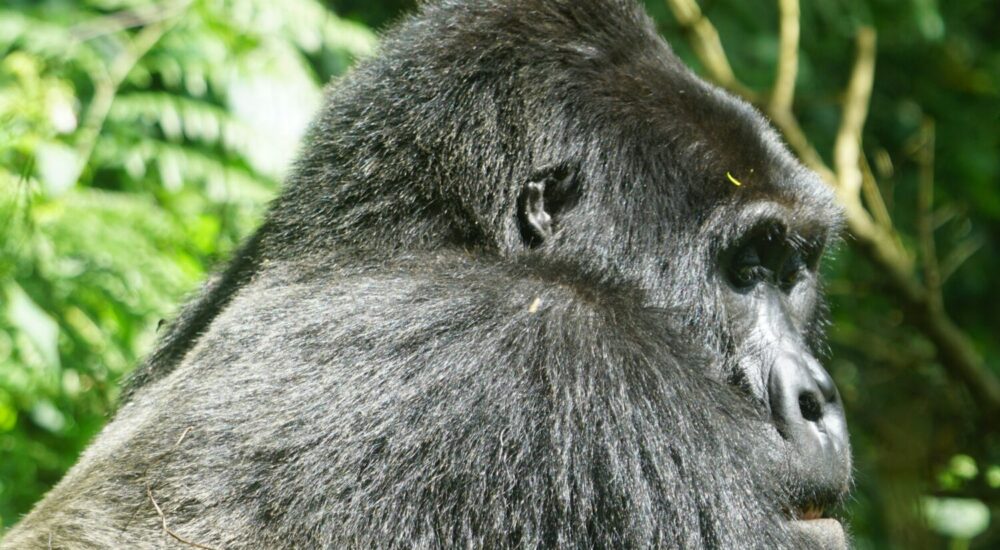 Getting To Bwindi Impenetrable Forest
