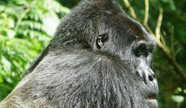 Getting To Bwindi Impenetrable Forest