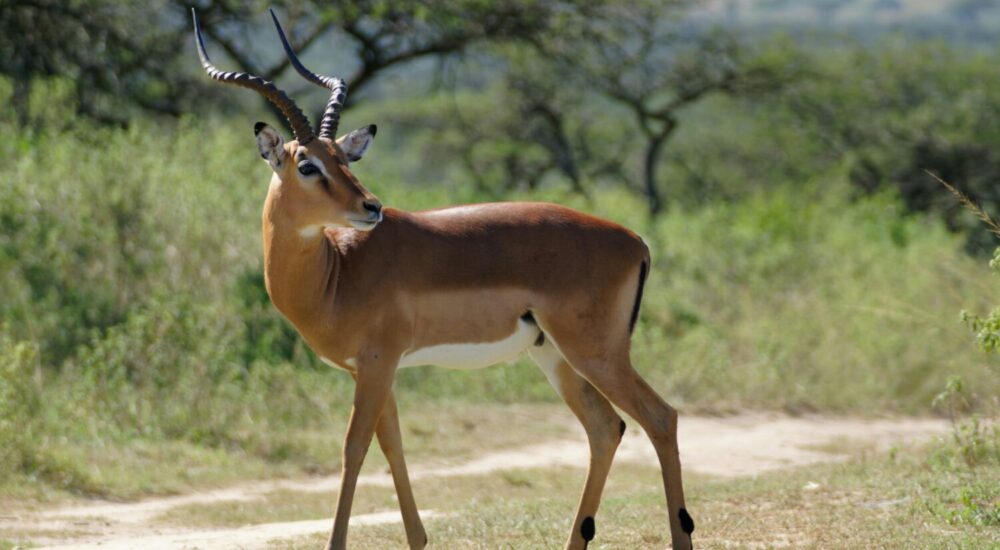 Impala Lake Mburo