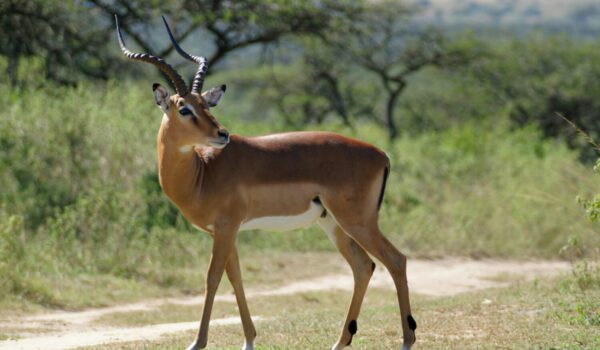 Impala Lake Mburo