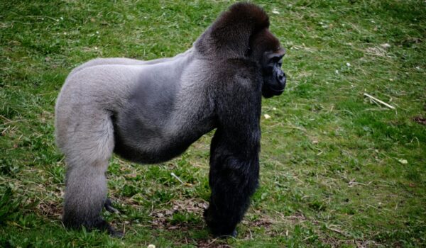 Gorilla Families Rwanda