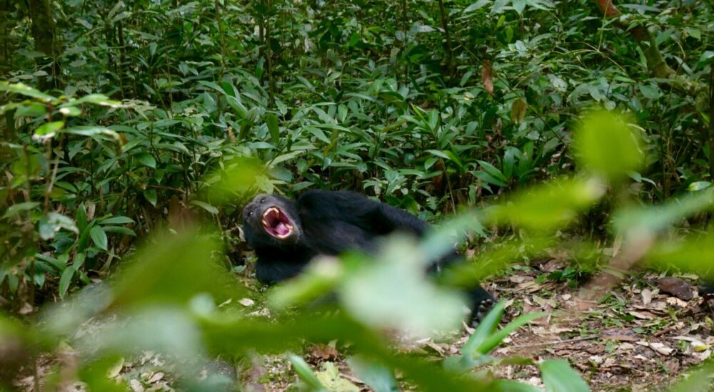 Kalinzu Forest Chimpanzee Trekking