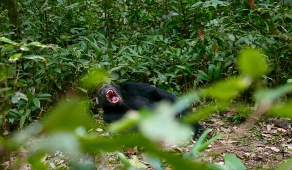 Kalinzu Forest Chimpanzee Trekking