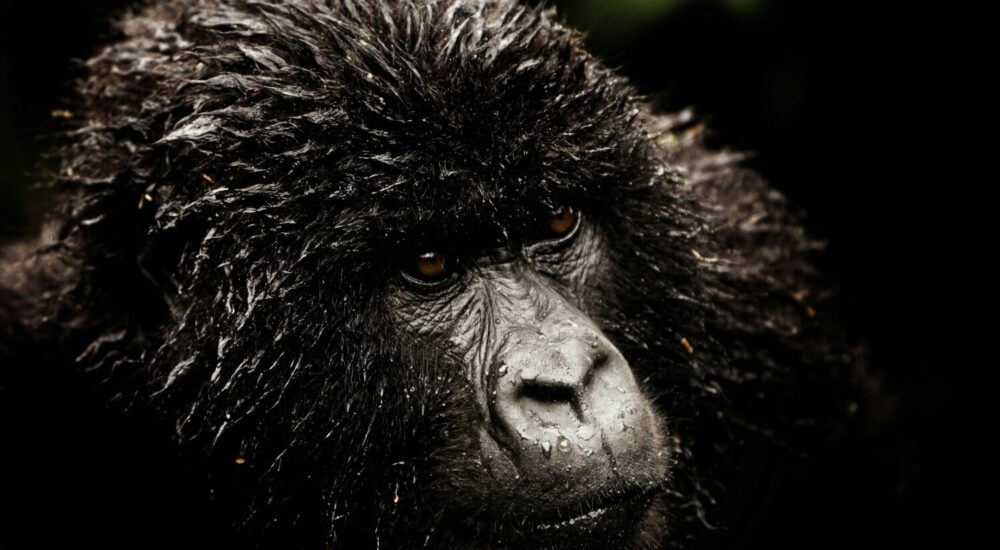 Gorilla Trekking Permits Per Day