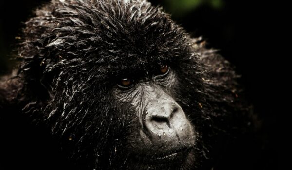 Gorilla Trekking Permits Per Day