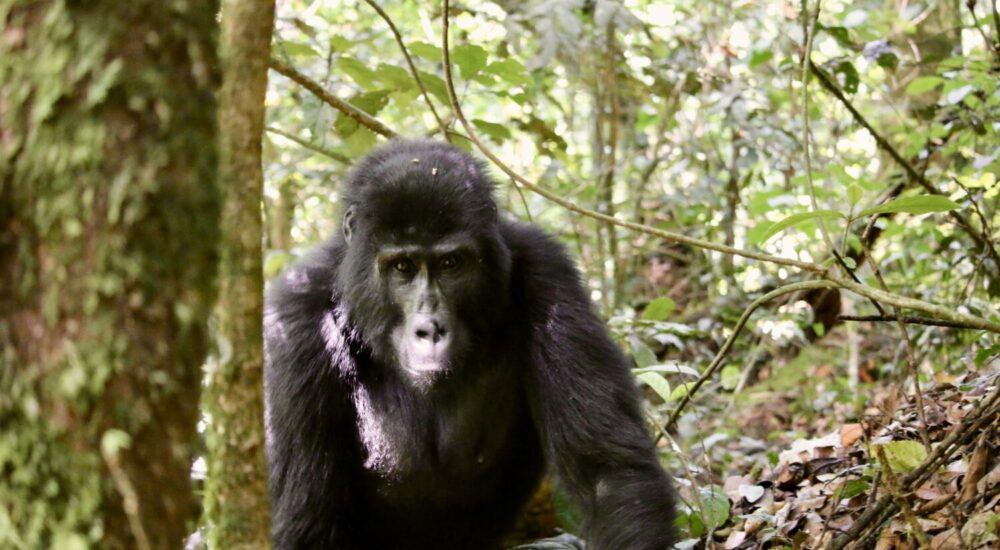 Gorilla Knuckle Walking