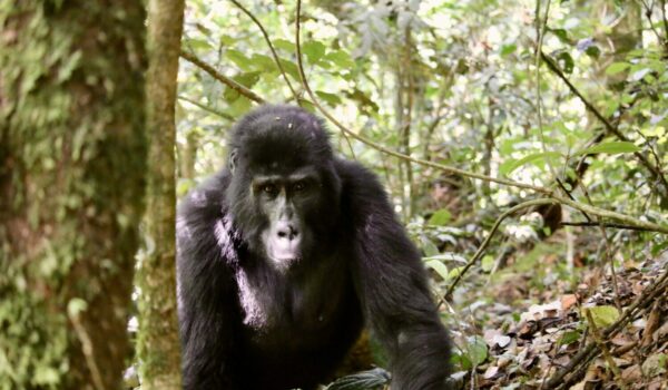 Gorilla Knuckle Walking