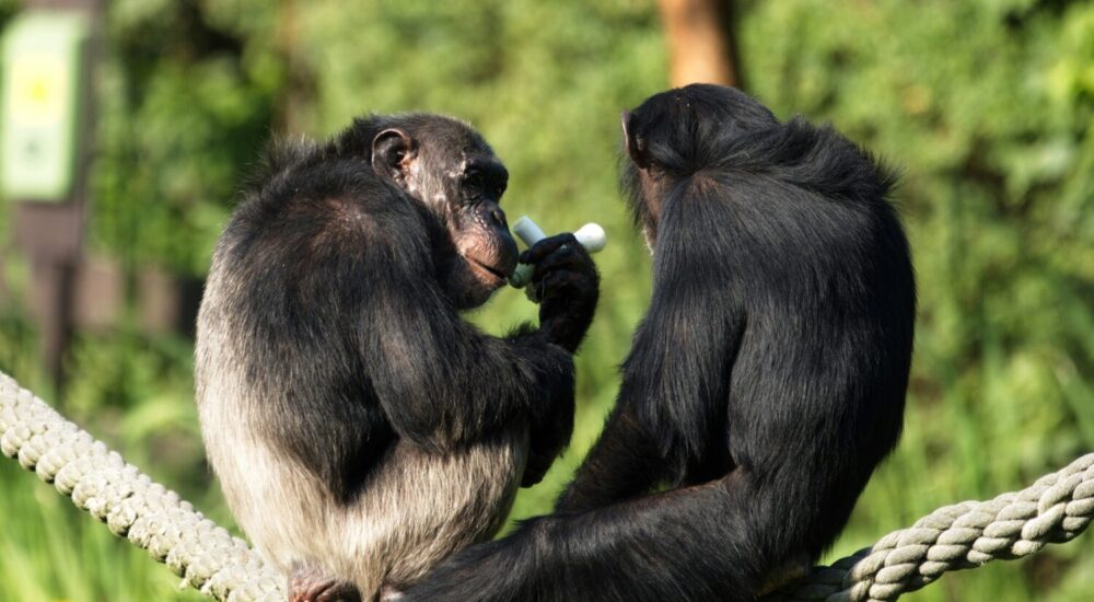 Kyambura Gorge Chimp Tracking