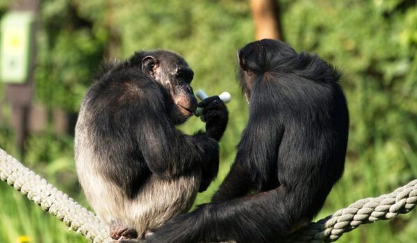Kyambura Gorge Chimp Tracking