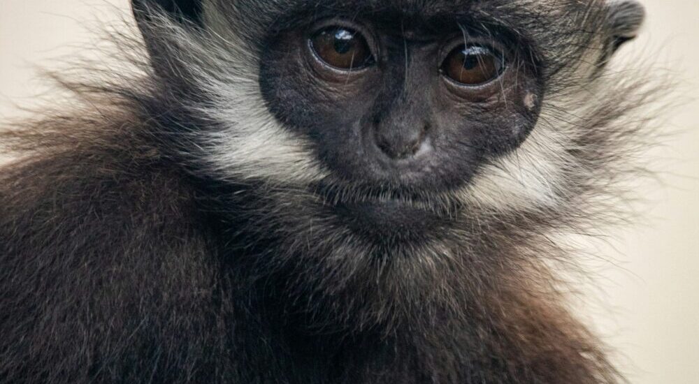 L’Hoest’s Monkey Uganda