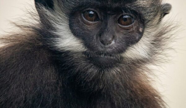 L’Hoest’s Monkey Uganda