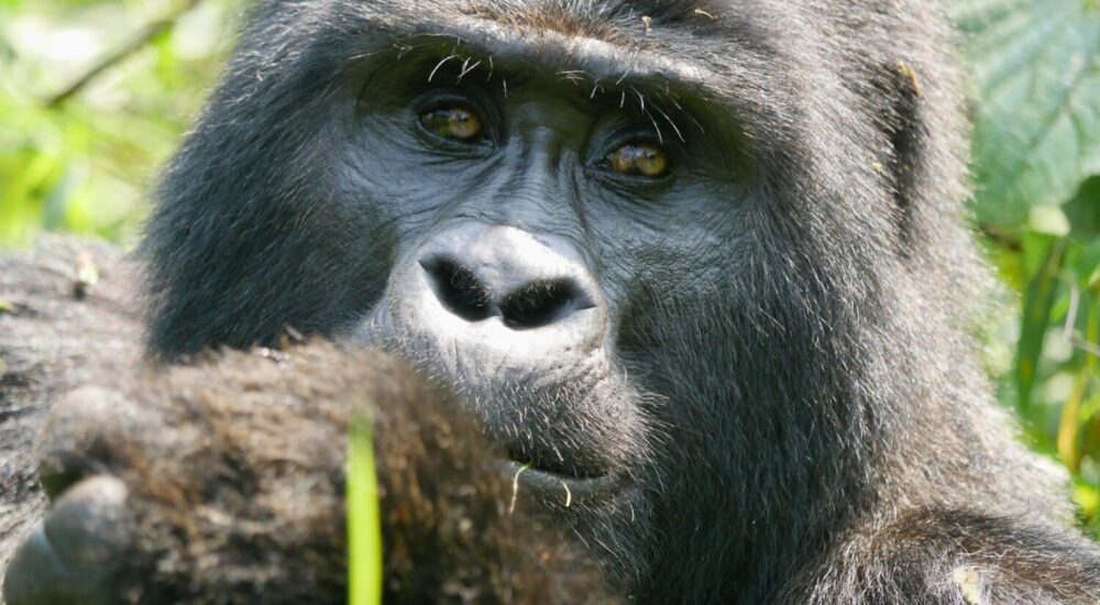 Uganda Budget Safari