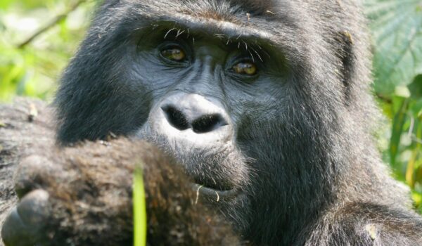 Uganda Budget Safari