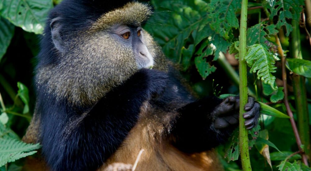 Golden Monkey Rwanda