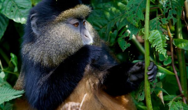 Golden Monkey Rwanda