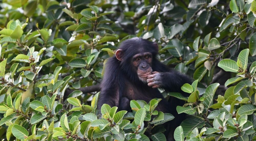 Ngamba Island Chimpanzee Sanctuary