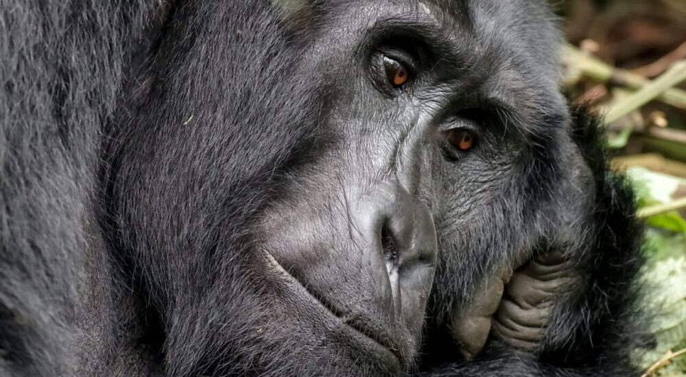 Nyakagezi Gorilla Family