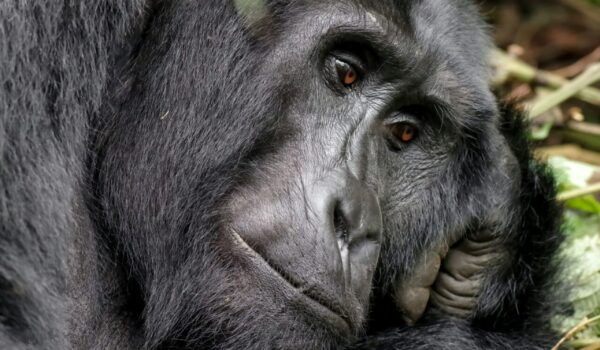 Nyakagezi Gorilla Family