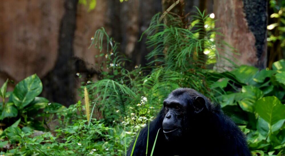 Nyungwe Forest Chimpanzee Trekking