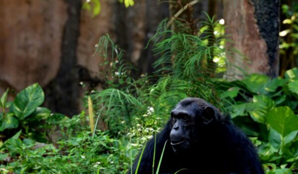 Nyungwe Forest Chimpanzee Trekking