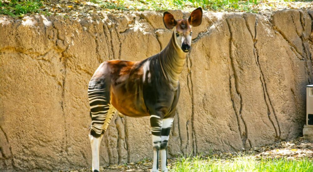 Okapi Wildlife Reserve DRC
