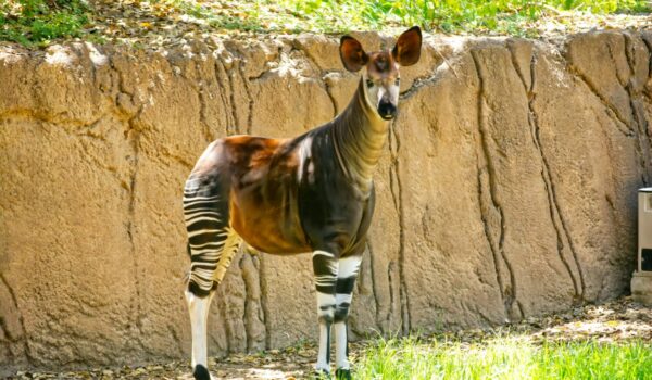 Okapi Wildlife Reserve DRC