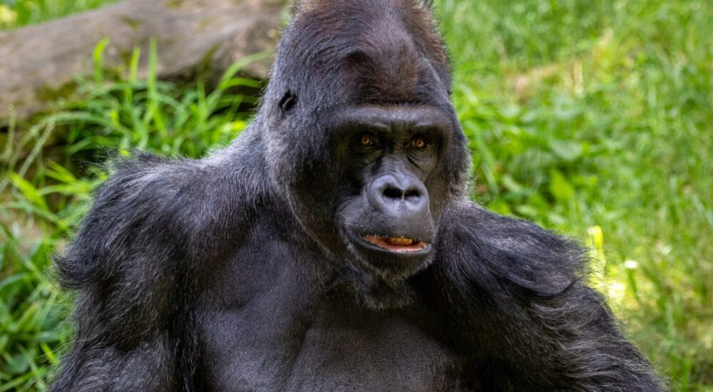 Oldest Mountain Gorilla