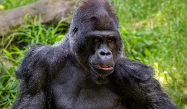Gorilla Organization UK