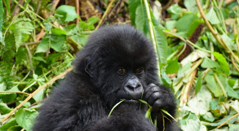 Uganda Vs Rwanda Gorilla Permit