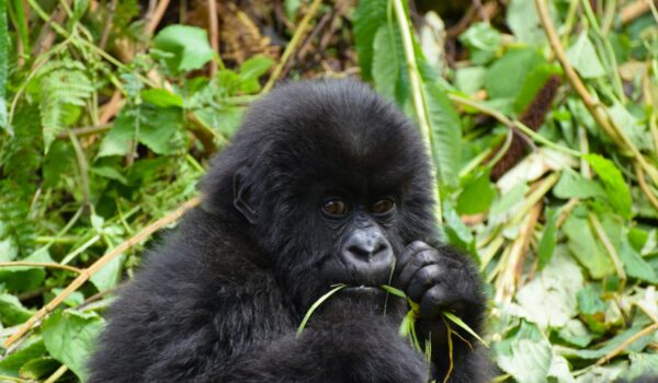 Uganda Vs Rwanda Gorilla Permit
